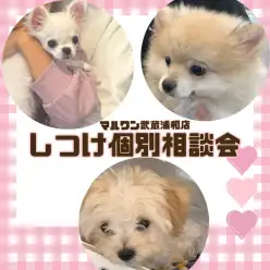 【 しつけ個別相談会 】愛犬との絆の結び方レクチャーとお悩み相談！