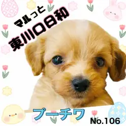 【 マルっと東川口日和No.106 】キュートなハーフボーイ！甘えん坊プーチワ