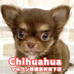 【 チワワ 】マルワンプレミアムの称号をもつチョコタンチワワちゃんが仲間入り！