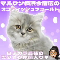 【 スコティッシュフォールド 】ブルー＆クリームのゴージャスボディな女の子！