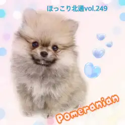 【 ほっこり北通vol.249 】たぬき顔のポメラニアンが北戸田店に降臨！