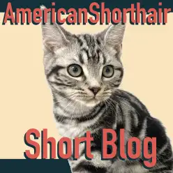 【 アメリカンショートヘア 】生後4ヶ月を迎える極太アイラインをもった男の子！