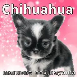 【 チワワ 】コンパクトサイズに成長中！極短マズルのプレミアムチワワ！