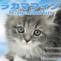 【 ラガマフィン 】圧倒的可愛さベビーフェイスラガちゃん横浜元町店に登場!