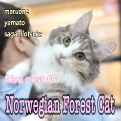 【 ノルウェージャン 】猫とも仲良し！穏やかさ賢さ美しさの成長が止まらない！