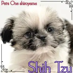 【 シーズー 】見逃し厳禁！可愛いすぎるシーズー姫の登場！