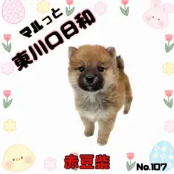 【 マルっと東川口日和No.107 】まるで子グマ？大人気の赤豆柴が登場！