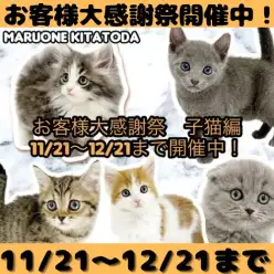 【 お知らせ 】お客様大感謝祭開催!マルワン北戸田店の子猫全頭紹介!