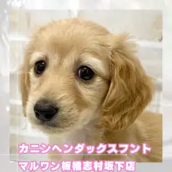 【 ダックス 】最小クラスのカニヘンダックスフントの女の子が志村坂下店に入店！