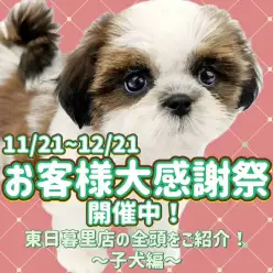 【 お知らせ 】お客様大感謝祭スタート!マルワン東日暮里店全頭ご紹介!子犬編