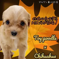 【 MIX 】王道×王道!性格もルックスもパーフェクトなプーチワがやってきた!