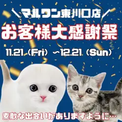 【 お客様大感謝祭 】マルワン東川口店に在店しているネコちゃん達をご紹介！