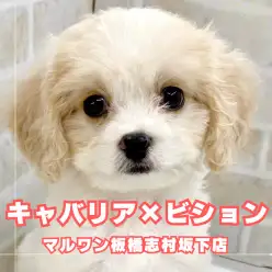 【 MIX 】マルワンのMIX犬といばキャバション!天性の才能でみんなを魅了!!