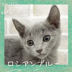 【 ロシアンブルー 】気品溢れた貴公子！ロシアンブルーの男の子が新しく仲間入り！