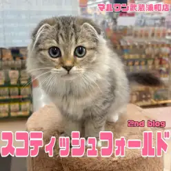 【 スコティッシュフォールド 】生後3ヶ月半のブラウンタビー＆ホワイトの女の子