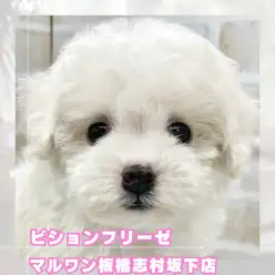 【 ビション 】将来有望なアフロ犬！ビションフリーゼちゃんが志村坂下店に登場！