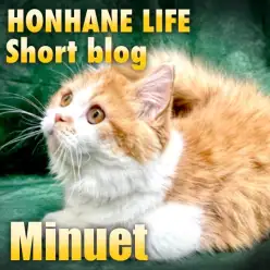 【 ミヌエット 】テレワークの相棒に甘えん坊のミヌちゃんと一緒!