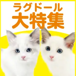 【 ラグドール特集 】11/13現在在店中の青い瞳の美猫特集！最新動画は必見！