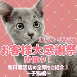 【 お知らせ 】お客様大感謝祭スタート！マルワン東日暮里店全頭ご紹介！子猫編