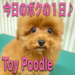 【 トイプードル 】赤い被毛がナウい、ボクの1日の過ごし方をちょこっと紹介！