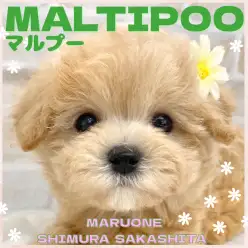 【 ミックス 】優しいオーラ全開のマルプーちゃんがマルワン板橋志村坂下店に登場！