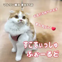 【 スコティッシュフォールド 】まぁるく大らかに成長中の生後6ヶ月の今