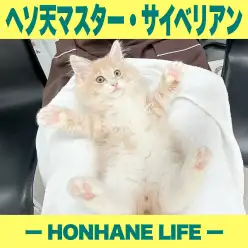 【 サイベリアン 】ヘソ天抱っこマスターの道。秘技「大の字ヘソ天」できちゃうぞ!