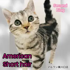 【 アメリカンショートヘア 】可愛さアップデート中!魅力の加速がもう止まらない