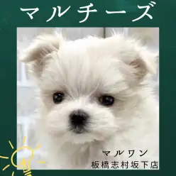 【 マルチーズ 】純白の天使！手乗りサイズのマルチーズが新しく志村坂下店に入店！