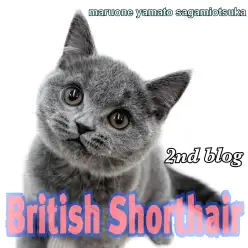 【 ブリティッシュ 】人懐っこく遊び好き!初めてでも安心な温和な猫の成長記録!