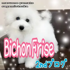 【 ビションフリーゼ 】お外デビューももう間近！アフロ犬を目指す成長の第一歩！