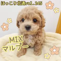 【 ほっこり北通vol.245 】争奪戦必至の大人気激かわマルプーくん入店!