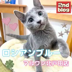 【 ロシアンブルー 】生後4ヶ月半！甘ったれ美男子のその後の成長にご注目！