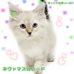 【 ほっこり北通vol.251 】希少で甘えん坊なネヴァマスカレードの女の子！