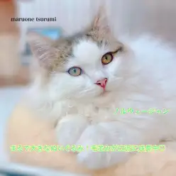 【 ノルウェージャンフォレストキャット 】生後3ヶ月、小ぶりに成長中！