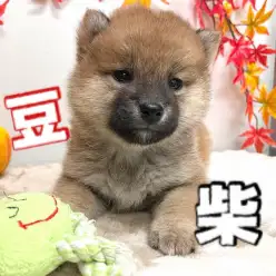 【 豆柴 】ワンコの感情は尻尾で読み取れる！KC認定済み赤豆柴をご紹介！