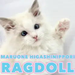 【 ラグドール 】アニメの世界から飛び出してきた!?コミカルな表情が最大の魅力!