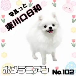 【 マルっと東川口日和No.102 】白ポメちゃん、プレイルームデビュー！