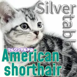 【 アメリカンショートヘア 】甘え上手で懐っこい!ベビーフェイスの美男子が降臨!