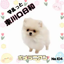 【 マルっと東川口日和No.104 】大人気な小型犬、白ポメラニアン登場！