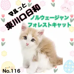 【 マルっと東川口日和No.116 】上品で優しい森の妖精イケメン!ノルちゃん