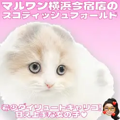 【 スコティッシュフォールド 】希少ダイリュートキャリコの垂れ耳ニャンコ！