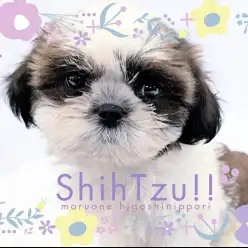 【 シーズー 】表情豊かな甘えん坊！鼻ペチャ界のプリンセスが仲間入り！