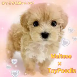 【 ほっこり北通vol.247 】大人気のMIX犬!マルプーの女の子入店!