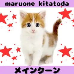 【 メインクーン 】ギャップに癒される！クールビューティーな甘えん坊にゃんこ入店