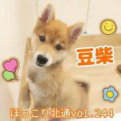 【 ほっこり北通vol.244 】楽しく遊びながら学ぶ賢い豆柴くん！