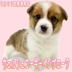 【 ウェルシュコーギーペンブローク 】大人気レッド＆ホワイトカラーの女の子