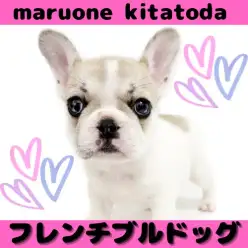 【 フレンチブルドック 】愛嬌たっぷりのお顔立ちに注目！パイドカラーのお姫様入店