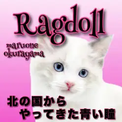 【 ラグドール  】警戒心皆無！！容姿端麗な絶世のブルーアイズ美男子！