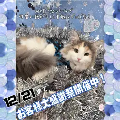 【 お知らせ 】お客様大感謝祭開催中！高井戸店のワンちゃんネコちゃんをご紹介！